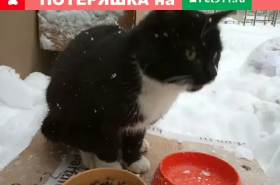 Найден домашний кот в Калининском районе СПб