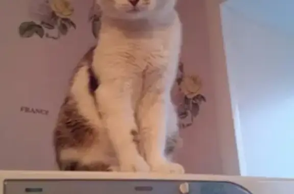 Кошки потеряшки, Саров, фото: Потеряшка кот на Куйбышева 12, Саров.