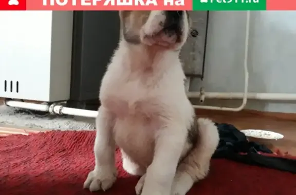 Пропал щенок алабая в поселке Акбулак, Оренбургская область