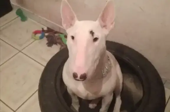 Объявления о пропавших и найденных животных, Калининград, фото: Пропала собака в Калининграде, вознаграждение