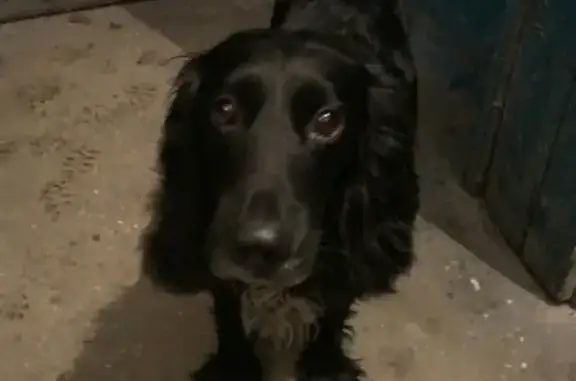 Найдена собака в Мурманске на ул. Шмидта