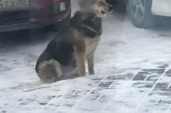 Найдена собака в Сургуте без бирки