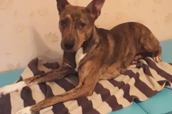 Собаки потеряшки, Санкт-Петербург, фото: Потеряшка собака на Планерной улице, СПб