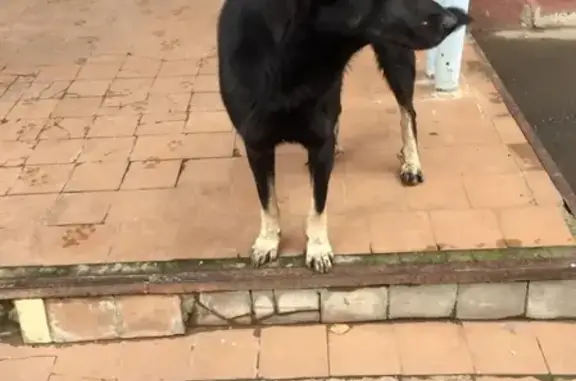 Потерянная собака в Краснодаре, Россия