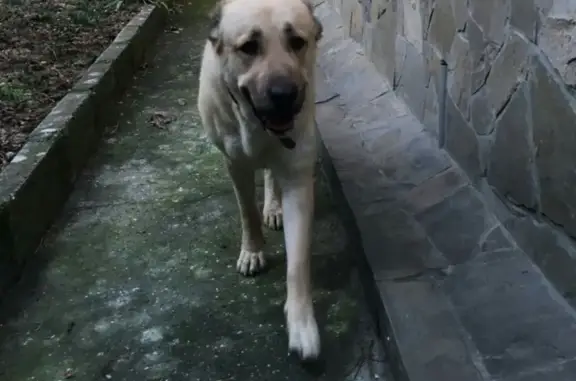 Найдена собака в поселке Восход, Крым.