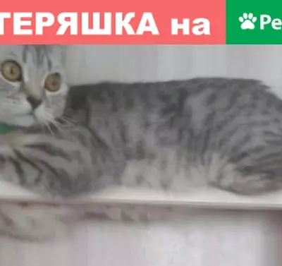 Пропала кошка на ул. Дзержинского 17