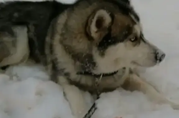 Найдена собака в Видном, МО - помощь в поиске