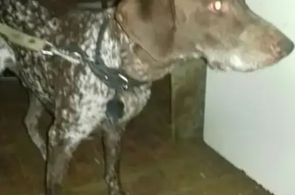 Найдена собака в Рязани, курцхаар кобель
