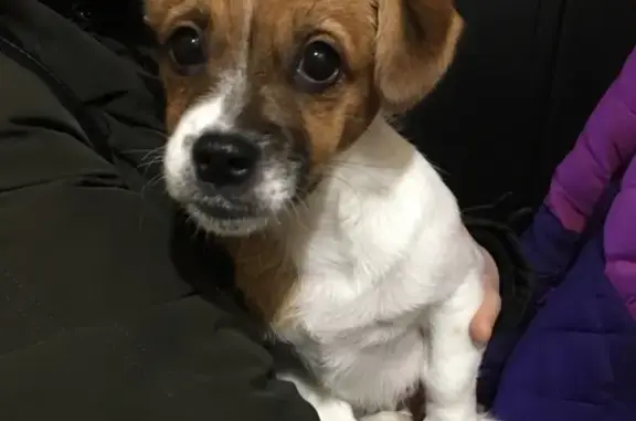 Найденные животные Ульяновск, фото: Найдена маленькая собачка в Ульяновске