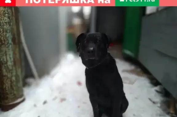 Найдена черная породистая собака в Одинцово