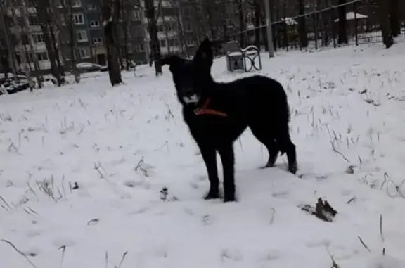 Пропала дворняжка возрастом 8 месяцев, чёрного окраса на Северном проспекте, вознаграждение 5 тысяч.