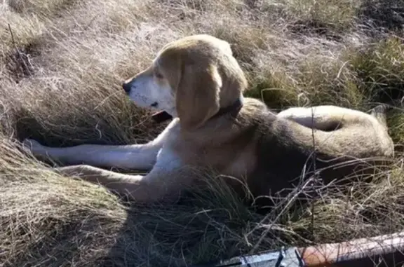 Пропала охотничья собака в Хвалынске