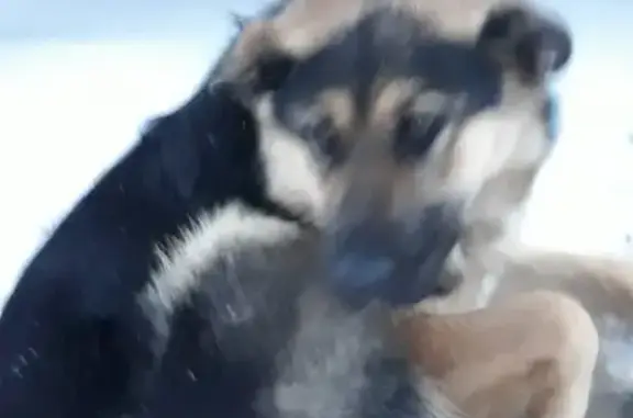 Собака в ошейнике ищет хозяев в Лениногорске, РТ.