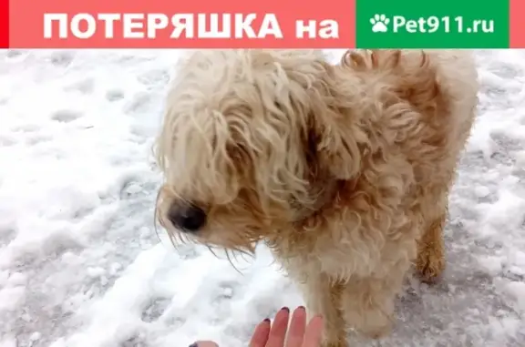 Собака с ошейником найдена во дворе Волжского (27 м/р)