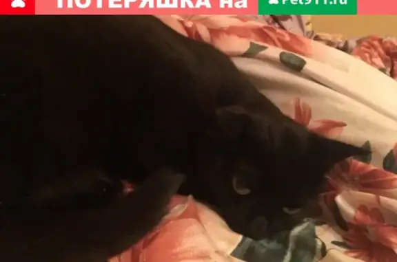 Пропала кошка на Восточке в Нягани
