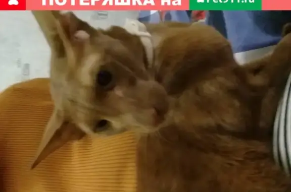 Найдена кошка в Красноярске, нужна помощь