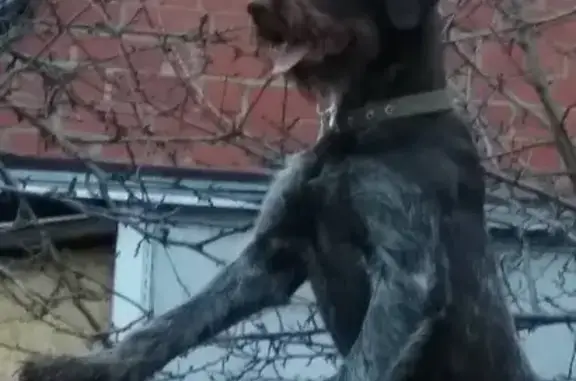 Пропала собака Нора в Офицерском поселке, Чехов