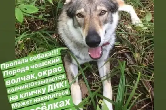 Пропала собака в поселке Троицкий!