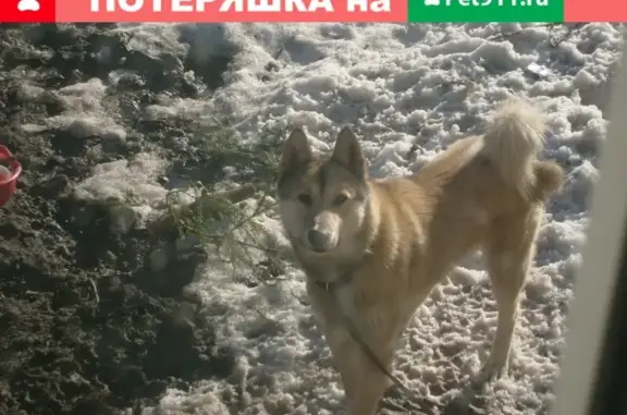 Пропала собака Зур в Первомайске, Нижегородская область