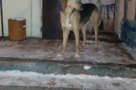 Найдена собака в Фокинском районе, Брянск