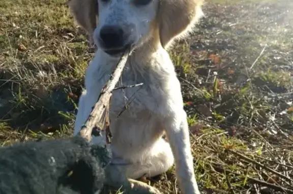 Найдена собака в Сочи, район Блиново.