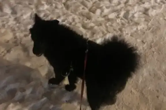 Найден черный пес в Москве на Самаркандском бульваре.