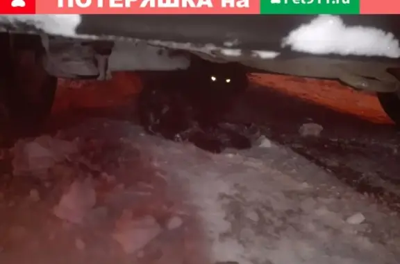 Найдена кошка на ул. Сельской в Ижевске