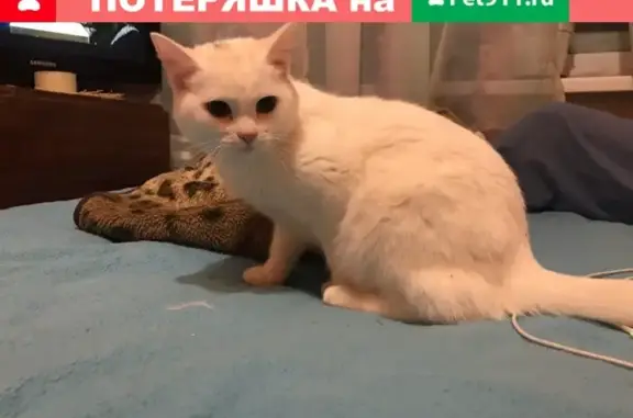 Найдена кошка в Сургуте, ищет новый дом