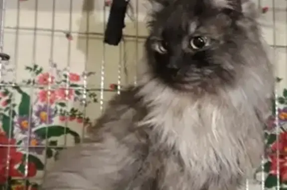 Найден кастрированный сибирский кот в Ижевске, Россия