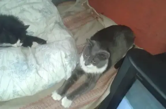 Найдена кошка, Выгоничи, фото: Найден молодой кот на ул. Вокзальной в Выгоничах