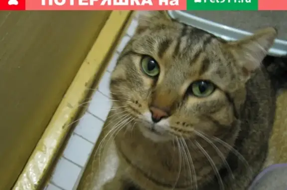 Найден тигровый кот на По Мира 89, Ирина, Пермь