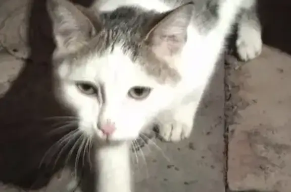 Найден молодой кот в Малмыже