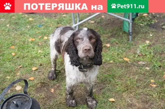 Пропала собака на улице Ракетная, Ижевск