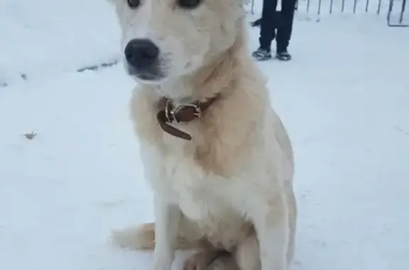 Собака найдена на улице Пушкина 80, Орёл