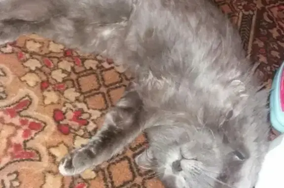 Пропал кот в Дюртюли, возможно на улицах Базарной, Октябрьской