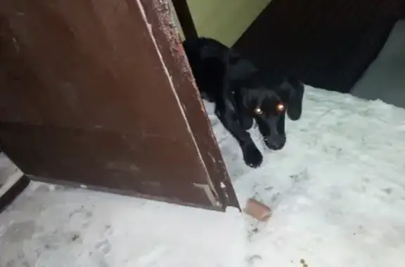 Найдена собака у магазина на Лесной, Белово
