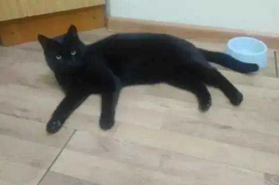 Найден кот в Рязани, ищем хозяина