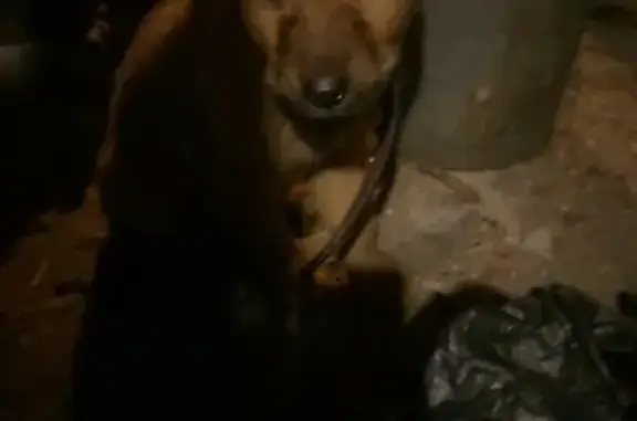 Найдена собака на ул. Тугаинской, ищем хозяев