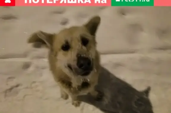 Найдена крупная домашняя собака в Челябинске