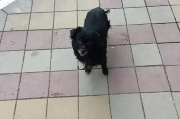 Найдена собака в Краснодаре на Пашковской.