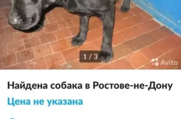 Найден лабрадор в Ростове