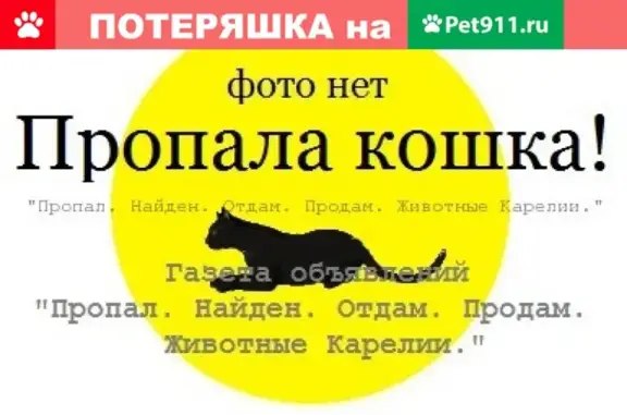 Пропал котенок, П-кт Комсомольский, Петрозаводск