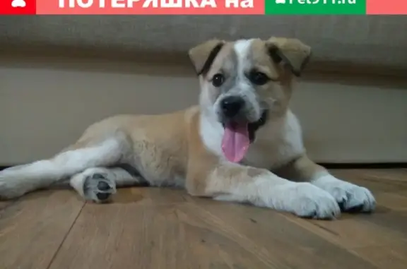 Пропала собака в Солигаличе на ул. Вылузгина, щенок Босс, 5 месяцев.