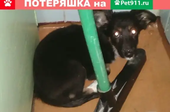 Потеряшка-щенок найден в Новокузнецке, 18 квартал
