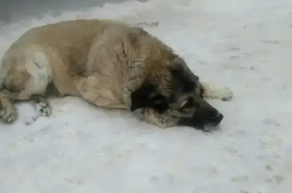 Найдена старая собака на Фрязевской улице