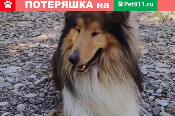 Пропала собака в Краснодаре на улице Кропоткина/Калинина!