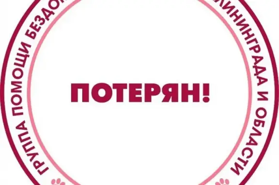 Объявления о пропавших и найденных животных, Калининград, фото: Пропал пес Ёрик в районе Артеллерийской, Калининград.