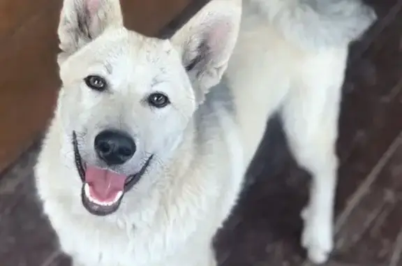 Пропала собака в Кызыле, вознаграждение