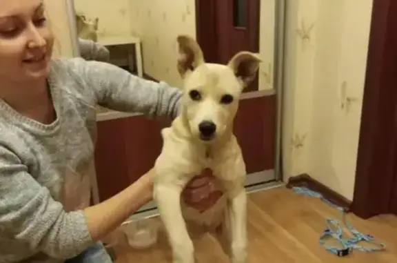 Найдена собака на ул. Сутягина в Копейске