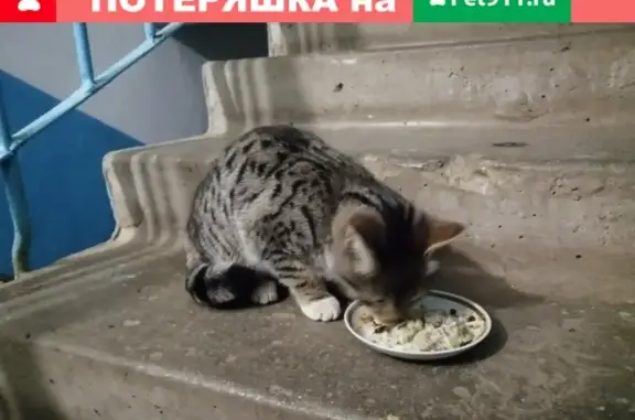 Потерянная кошка на ул. Парижской Коммуне, Иваново